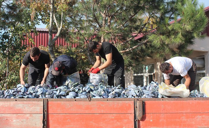 Bafra Ovası'nda kırmızı lahana hasadı başladı
