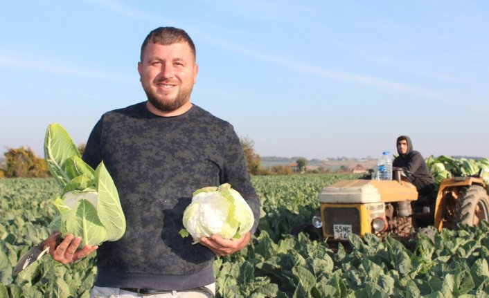 Bafra Ovası'nda 60 bin ton karnabahar rekoltesi bekleniyor