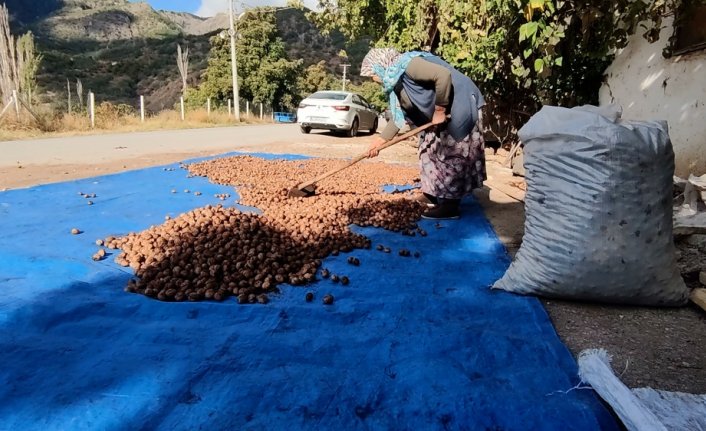 Çorum'un Oğuzlar ilçesinde 27 bin ton ceviz hasat edildi