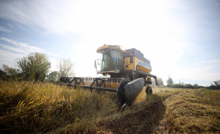 Düzce'de verimi sevindiren siyah pirinç daha çok üretilecek