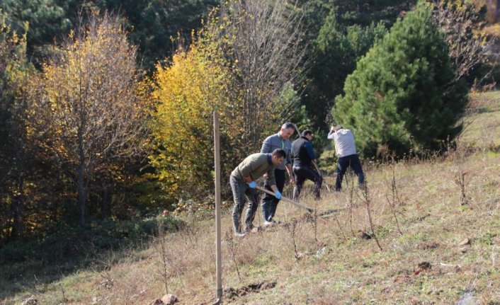Düzce'de, yaban hayvanları için yabani meyve fidanları dikildi