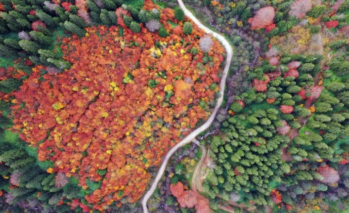 Gümüşhane'deki “Örümcek Ormanları“ndan sonbahar manzaraları