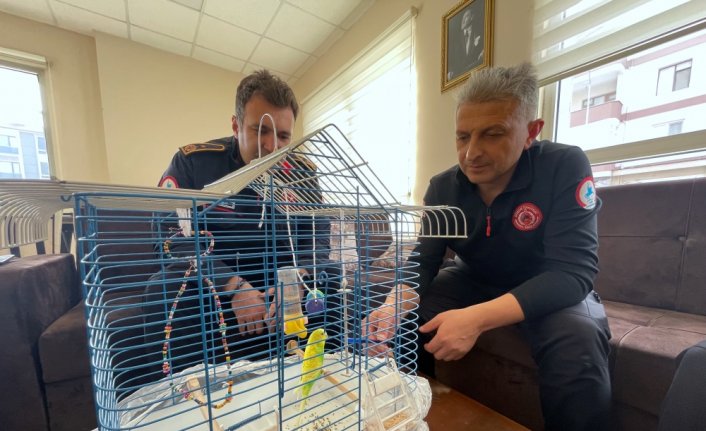 Hasarlı binadan kurtarılan muhabbet kuşu Düzce itfaiyesine emanet