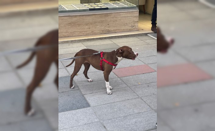Ordu'da “pitbull“ cinsi köpeğin saldırdığı köpek yaralandı