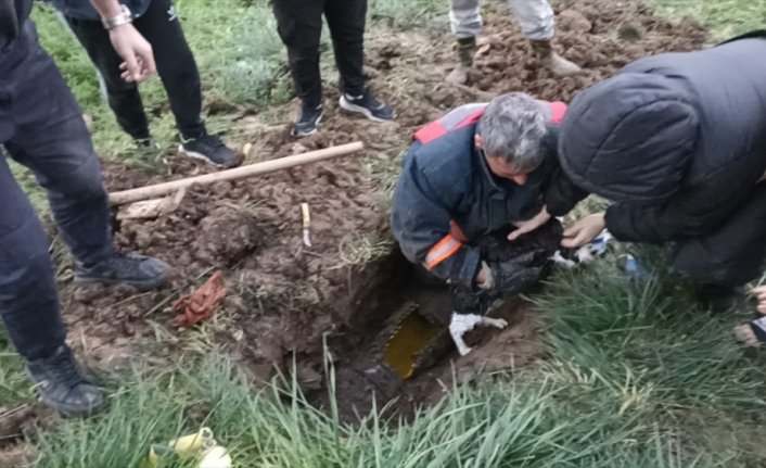 Ordu'da yağmur suyu borusunda mahsur kalan kedi kurtarıldı