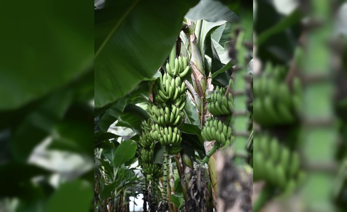 Osmaniye OSB muz serasında ilk hasat gerçekleştirildi