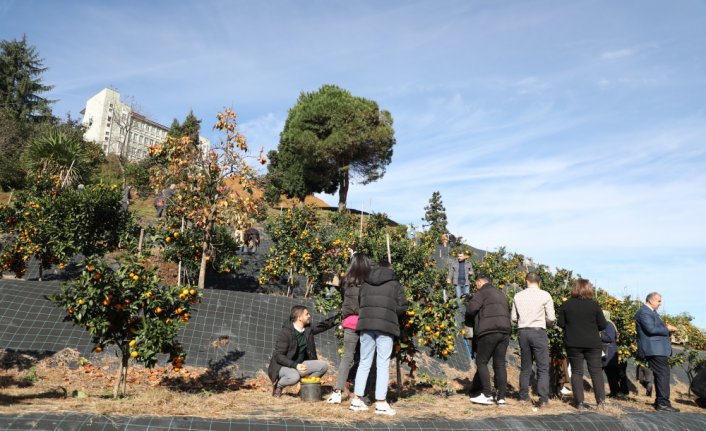 RTEÜ'nün 9 farklı mandalina ürettiği bahçede hasat şenliği düzenlendi