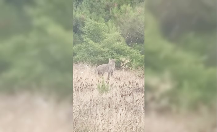 Samsun'da ormanlık alanda görülen vaşak cep telefonuyla kaydedildi