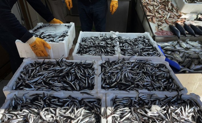 Sinop'ta palamut, tezgahlardaki yerini hamsiye bırakıyor
