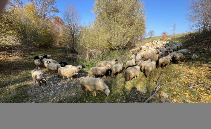 Tokatlı besiciler, sürülerini ilkbaharı andıran yaylalarda otlatıyor