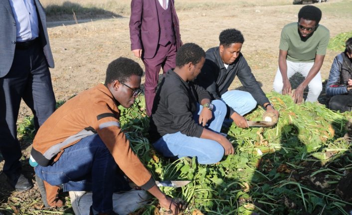 Tokat'ta Afrikalı öğrenciler pancar hasadına katıldı