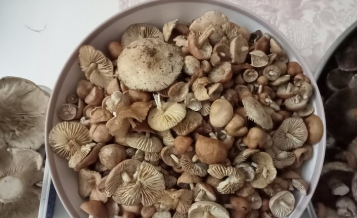 Tokat'ta vatandaşlar yaylalardan mantar topluyor