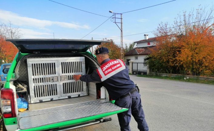 Tokat'ta vatandaşların şikayeti üzerine sahipsiz köpek barınağa götürüldü
