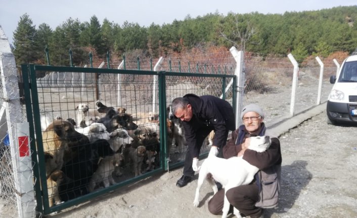 Tosya'da sahipsiz köpeklere kuduz aşısı yapılıyor