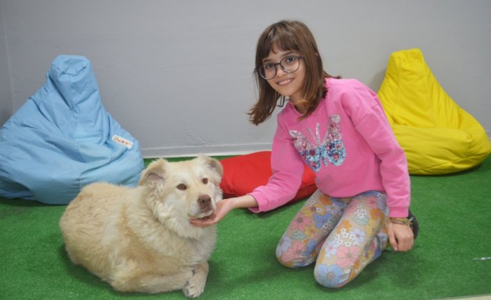 Yaralı bulunup tedavi ettirilen köpek “Pamuk“ öğrencilerin arkadaşı oldu