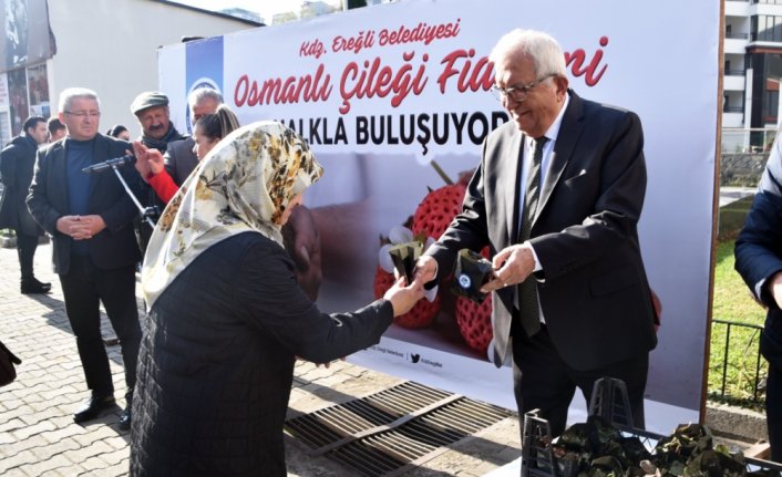 Zonguldak'ta 3 bin Osmanlı çileği fidesi dağıtıldı