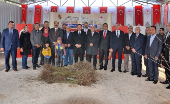 Amasya'da çiftçilere 12 bin 500 kuşburnu fidanı dağıtıldı