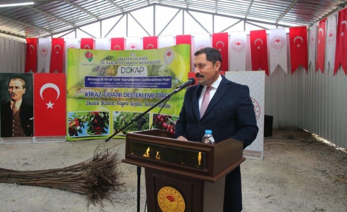 Amasya'da çiftçilere 22 bin kiraz fidanı dağıtıldı