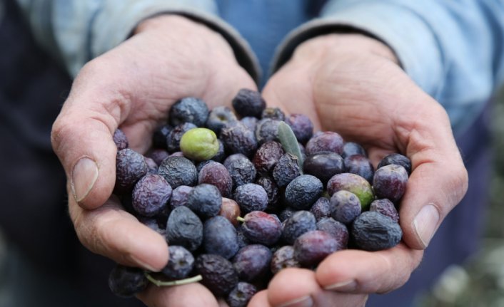 Artvin'de lezzet ödüllü “Butko zeytini“nin hasadı yapılıyor