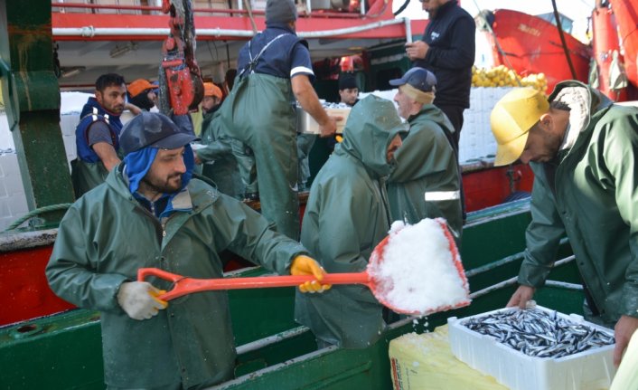 Batı Karadeniz'de balıkçılar limana kasalar dolusu hamsiyle döndü