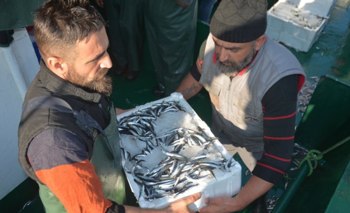 Batı Karadeniz'de hamsi bolluğu fiyatları düşürdü