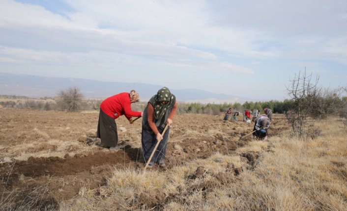 Bolu'da kendiliğinden yetişen salep bitkisinin üretimi yaygınlaştırılacak
