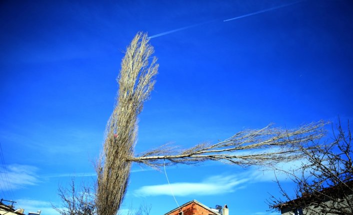 Ekmeğini metrelerce yükseklikteki ağaçları budayarak kazanıyor