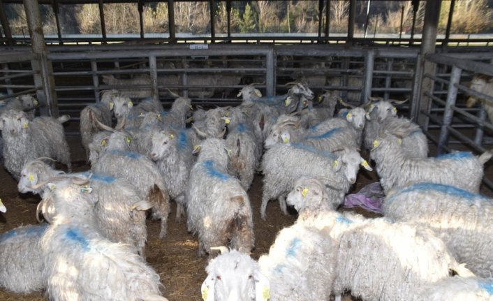 Karabük'te çiftçilere hibe destekli keçi ve teke dağıtıldı