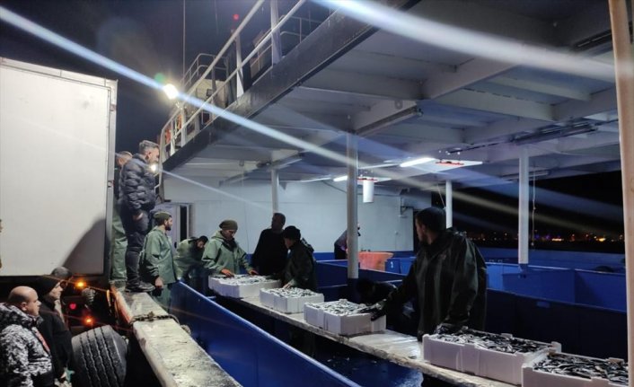 Kastamonu'da balıkçılar limana kasalar dolusu hamsiyle döndü