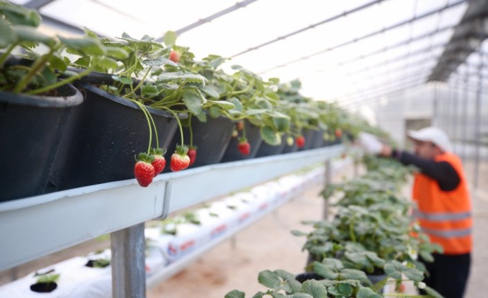 Katı atık bertaraf tesisinde hem elektrik hem meyve üretiliyor