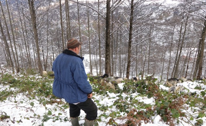 Keçileriyle karlı yamaçlarda günde 8 saat yol katediyor