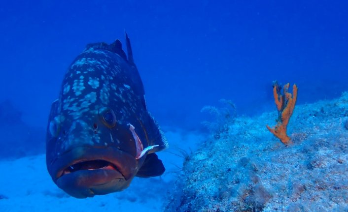 Marmara, Ege ve Akdeniz ekosistemlerini 90 günlük tekne seyahatiyle gözlemledi