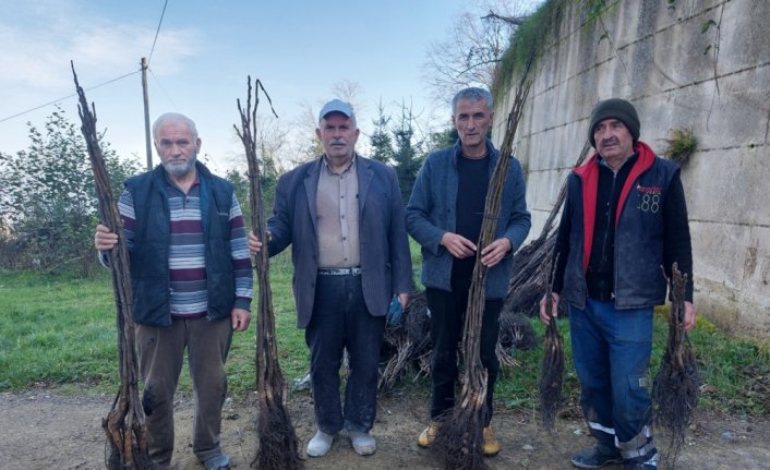 Ordu'da 100 bin ceviz fidanının dağıtımına başlandı