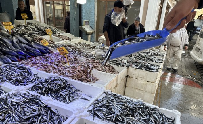 Samsun'da hamsi 25-30 liradan satışa sunuluyor