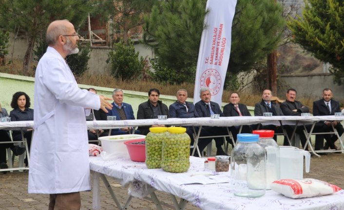 Samsun'da zeytin üretimi artıyor