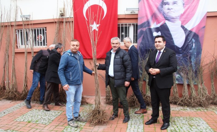 Taşova’da kiraz ve kuşburnu fidanı dağıtıldı
