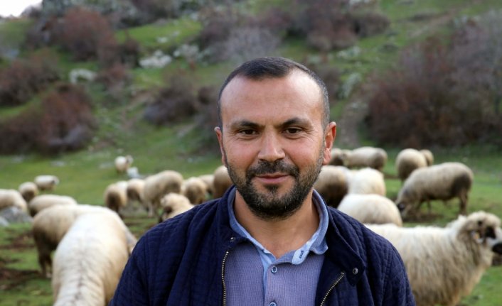 Tokat'tan Türkiye'ye yayılan proje ile kentteki hayvan varlığı ikiye katlandı