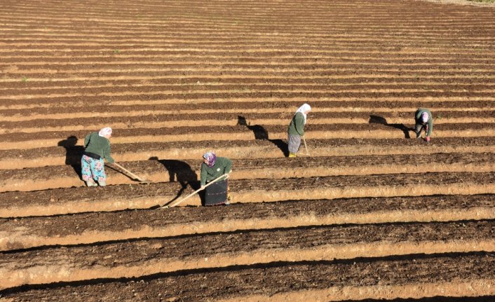 Trabzon'da kayın tohumları orman köylülerinin geçim kaynağı oldu