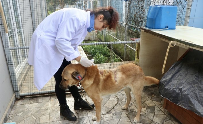 Trabzon'da üzerine kaynar su dökülen sahipsiz köpek tedaviye alındı