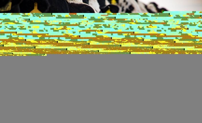 Uzmanlardan kış aylarında buzağı bakımına yönelik uyarılar