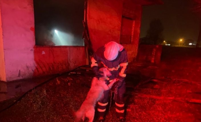 Yangından kurtarılan köpek itfaiye personelinin üzerine atlayarak sevgi gösterisinde bulundu