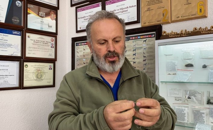 Zonguldak'ta yavru kedinin yuttuğu dikiş iğnesi endoskopiyle çıkarıldı