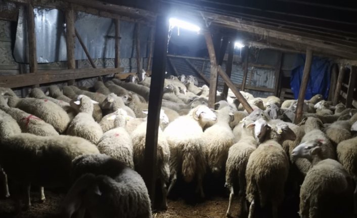 Bolu'da aldığı koyunların parasını ödemeden kaçtığı öne sürülen zanlı yakalandı