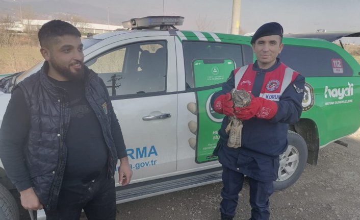 Bolu'da yaralı kızıl şahin tedaviye alındı