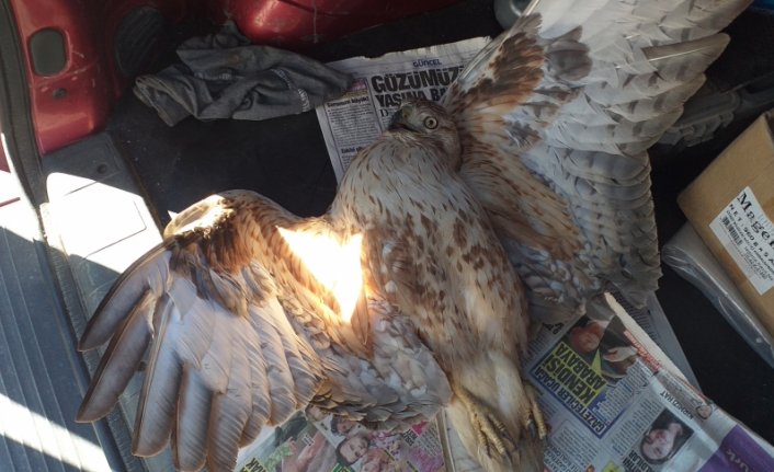 Bolu'da yaralı şahin tedaviye alındı