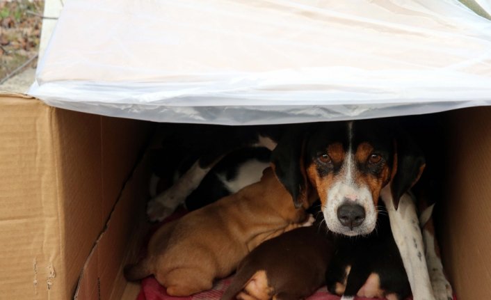 Durakta doğum yapan köpek ve yavrularına taksiciler sahip çıktı