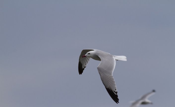 İklim değişikliği deniz kuşlarının varlığını tehdit ediyor