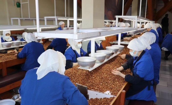 Türkiye 2022 yılında fındık ihracatından 1,7 milyar dolar kazandı