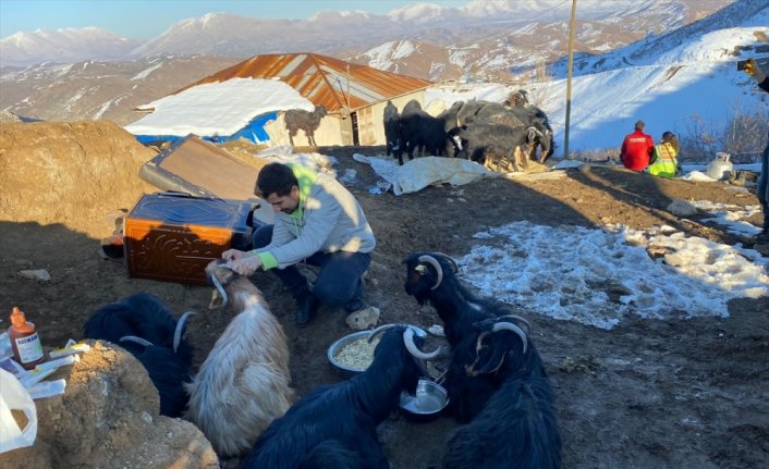 Kahramanmaraş'ta depremin 17'nci gününde 24 keçi enkazdan kurtarıldı