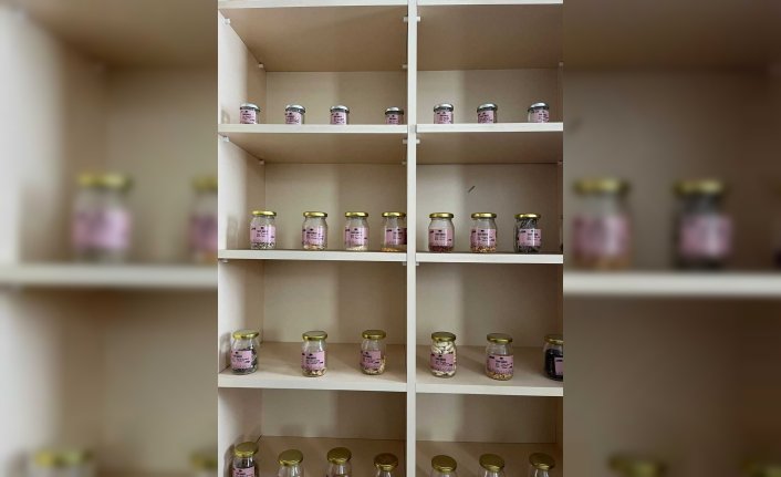 Safranbolu'da 20 bin maniye domatesi tohumu toprakla buluşacak